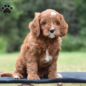 Jackson, Cavapoo Puppy